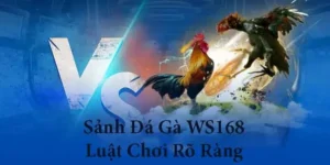 Hướng Dẫn Cách Chơi Đá Gà WS168 Tại 555Win Cho Mọi Kê Thủ